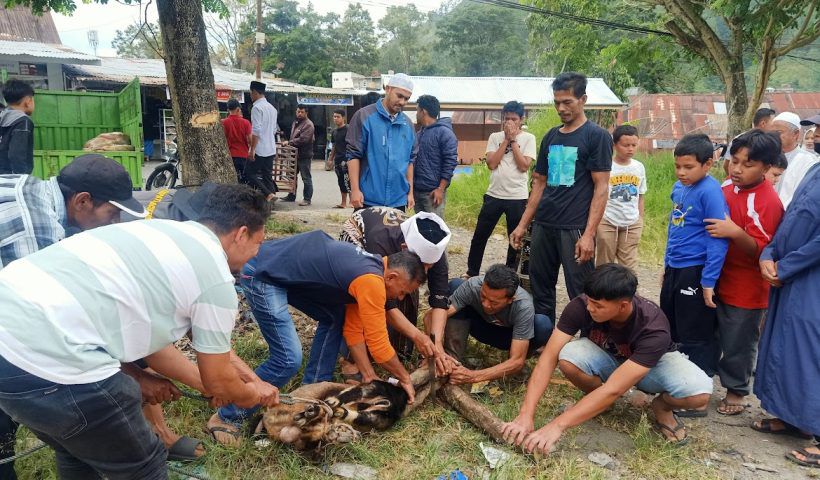 Masyarakat Takengon Barat bergotong royong memotong daging Qurban.